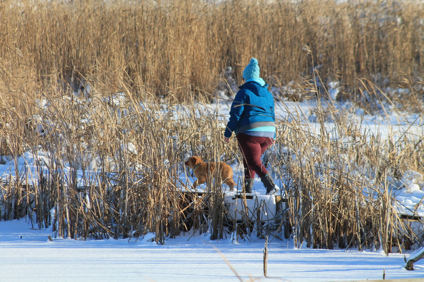 Marsh walk